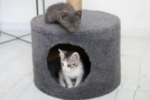 Будиночок для кількох котів