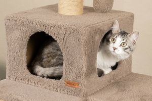 Розміри будиночка для кота: як розрахувати?