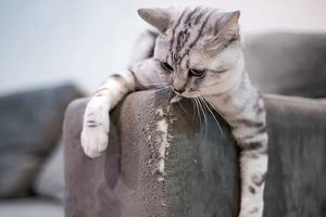 Як відучити кота дерти меблі та шпалери?